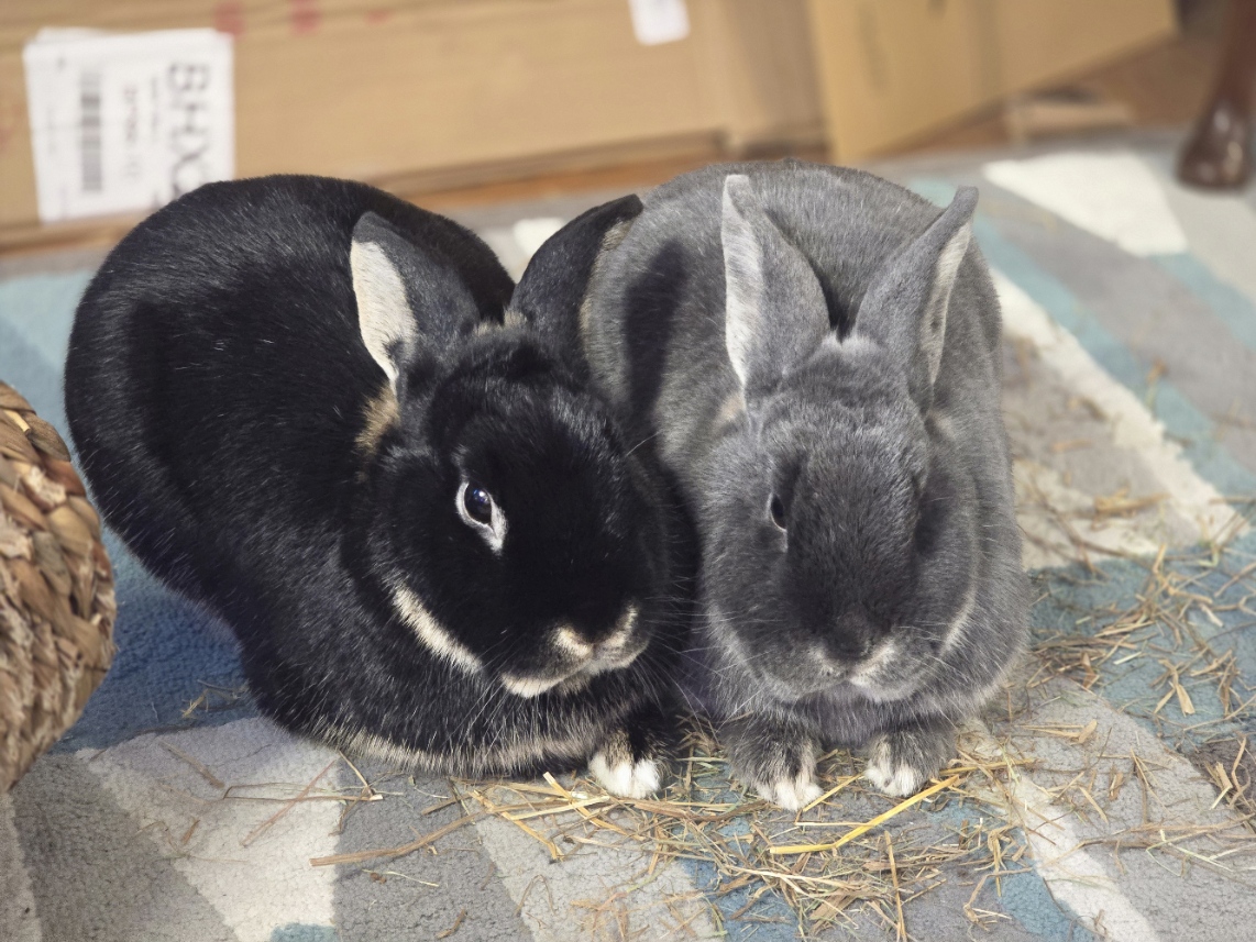 rabbits