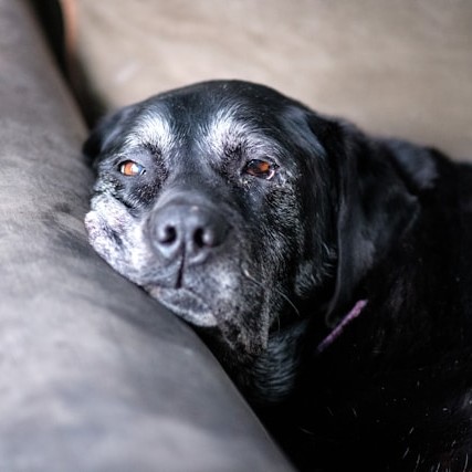 depressed dog