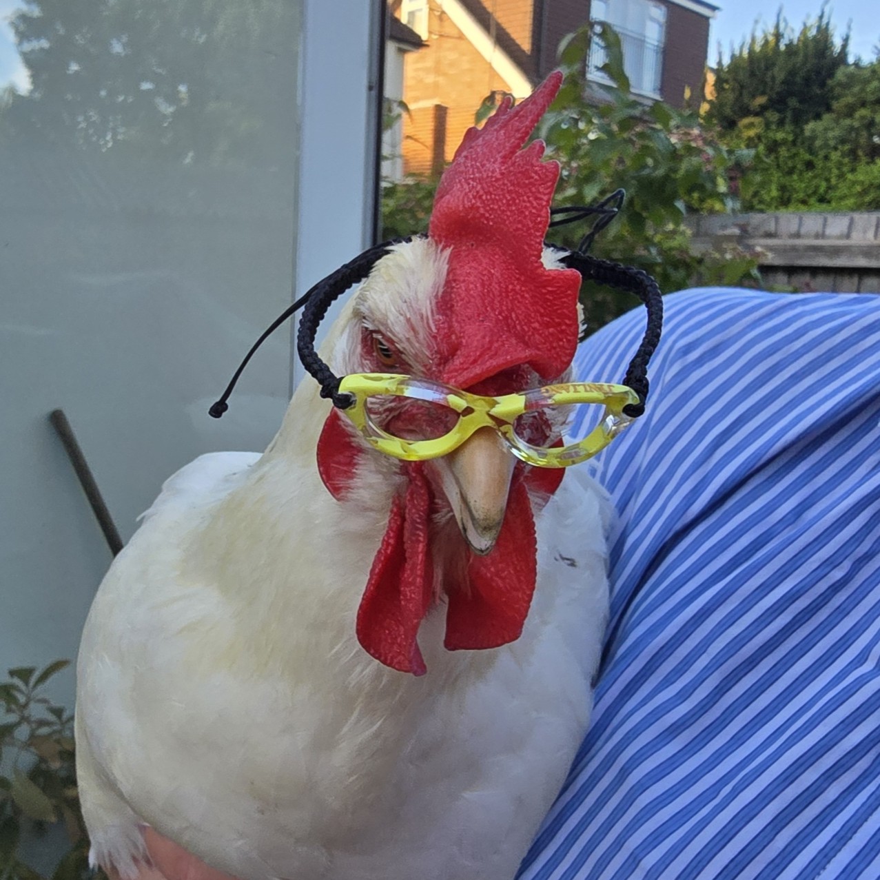 chicken